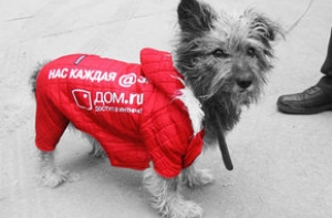 В Новосибирске рекламу разместят [на собаках]