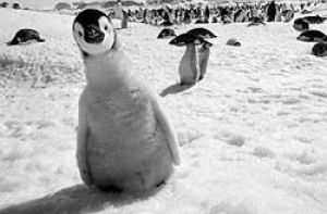 [Пингвины-геи] воруют яйца у сородичей-натуралов