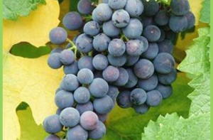 [Виноградные косточки] лечат нервную систему