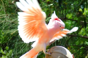 Потерянный попугай [позвонил хозяину] по телефону