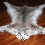 Начинается сезон [охоты на рысь]