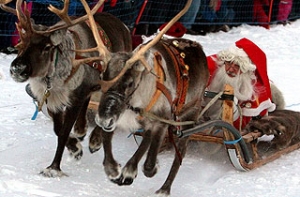 Ученые двух университетов США [спорят о половой принадлежности оленей Санта-Клауса]