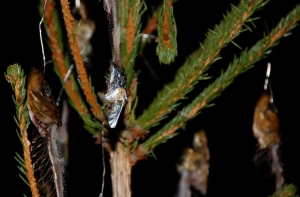 Пикетчики принесли к Сейму [елку с обглоданной салакой] и гроб