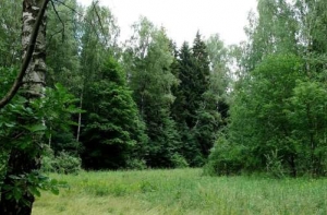 Из-за кризиса леса Латвии [пустят под топор ]