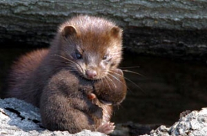 У магазина мехов собрались [более 10 «друзей животных»]