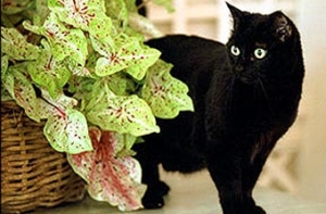 В Белом доме [скончалась первая кошка США]