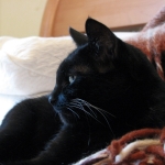 Продавщицу [«готических» котят с пирсингом] обвинили в жестокости