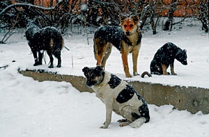 В Прейли начнут охоту [на бродячих собак и кошек]