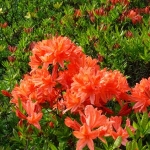 В честь депутата [Гражданского союза назвали рододендрон]