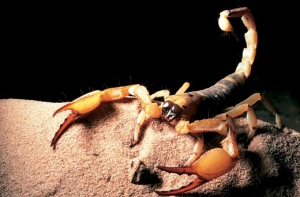 Королева скорпионов [ставит новый рекорд]