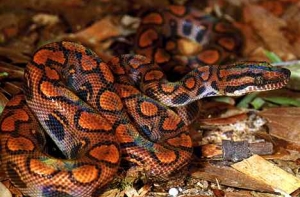 В Латгальском зоопарке [родились радужные удавы]