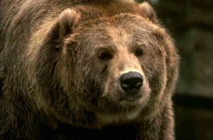 В лесах под Вентспилсом [случайно разбудили медведя]