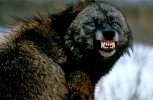 Китаец [вместо собаки] вырастил волка