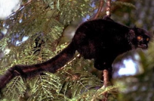 В Рижском зоопарке [родились лемур и лама]