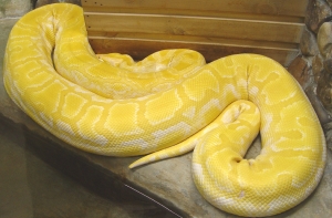 Латгальскому зоопарку [подарили тигрового питона-альбиноса]