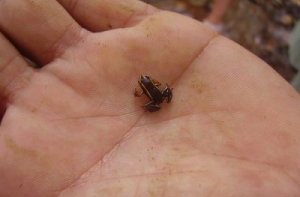 В Перу нашли одну из [самых маленьких лягушек]