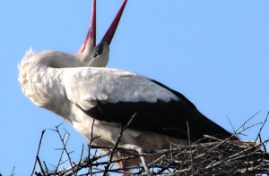 В Латвию возвращаются [белые аисты]