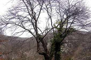 Новый вид дерева назвали [«Парковка запрещена»]