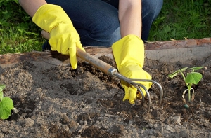 Из-за кризиса [латвийцы начинают сами выращивать] овощи