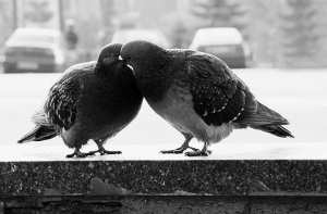 На вокзале города Уоррингтон [снова разрешили целоваться]