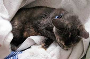 Американские полицейские обнаружили [котенка в кальяне для курения марихуаны]