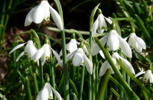 В Латвии распустились [первые подснежники]