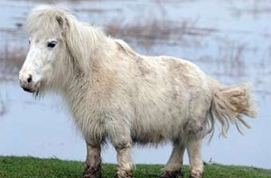 [Коротконогий пони] обошелся британцам в 8 тысяч фунтов