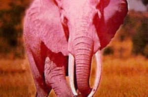В Африке обнаружен [редкий розовый слон]