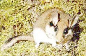 ЦИК поменял [улитку на соню]