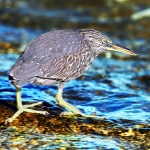 В Латвию возвращаются [перелетные птицы]