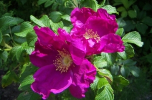 [Рига потратит на саженцы] 24 тысячи латов