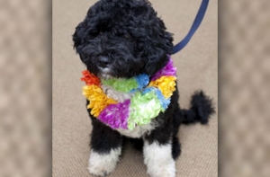 Белый дом распространил [официальные фотографии Бо]