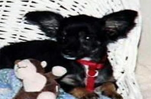 В Мичигане ветер [унес чихуахуа]