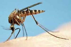 Названы десять [самых опасных животных на планете]