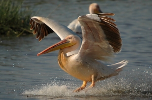 В Курземе несколько дней гостил [дикий пеликан]