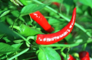 Жительница Индии поставила рекорд [по поеданию острого перца]