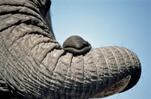 В Польше пройдет [недельная акция в поддержку слона-гея]