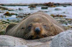 На берегу [найдены 13 детенышей тюленей]