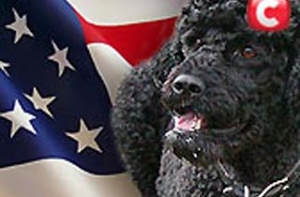 «Первой собакой» Америки станет [португальская водная собака]