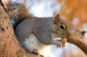 Белка [украла с кладбища] американский флаг