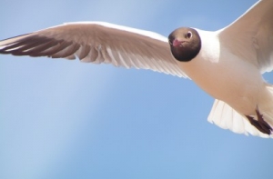 [У окна фракции ЛПП/ЛЦ преждевременно] вылупились птенцы чайки