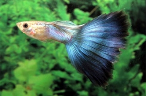 Журналистка утопила рыбок [в шампуне от перхоти в прямом эфире]