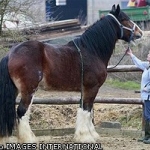 В Британии вырастили [самую большую в мире лошадь]