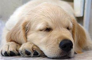 [Звонок от собаки] поставил на уши британскую полицию