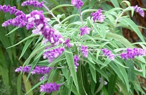 В Риге проводили [«в последний путь»] шалфей