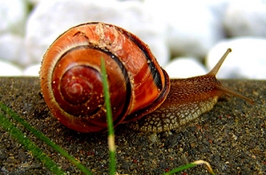 Американский мальчик [уместил на лице 43 улитки]