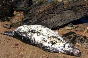 На Каспии нашли [более 200 мертвых тюленей]