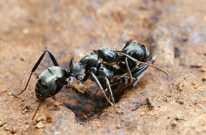 Муравьи [спят 250 раз за день] и видят сны