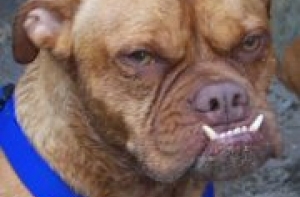 [На конкурсе самых уродливых собак] выбран новый победитель