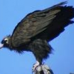 В Латвии обнаружен [черный гриф]